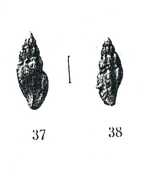 Conidae  nel Mediterraneo : Genere Mangelia